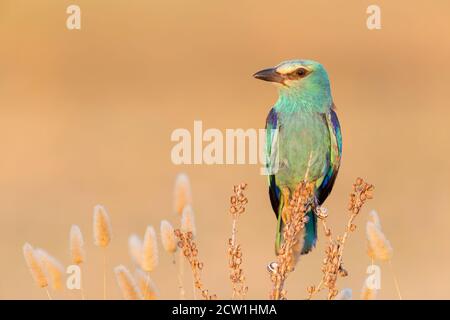 Rullo europeo (Coracias garrulus), vista frontale di una femmina adulta appollata su un Asphodelus sp., Campania, Italia Foto Stock