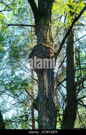 Nodo di copertura (capotorti) su albero con direzioni deformate di crescita delle fibre di legno. In forma di crescita arrotondata sul tronco, riempito con piccoli noduli legnosi Foto Stock