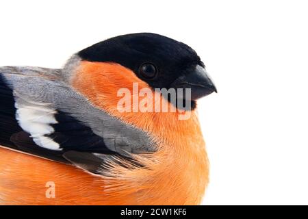 Il magnifico Bullfinch rosso (Snowbird, Pyrrhula pirrhula, maschio) in primavera di allevamento piumaggio è un uccello preferito di persone nel Nord d'Europa. Metà Foto Stock