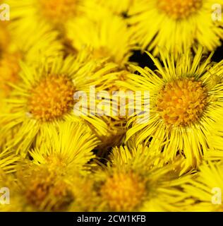 Primaverile nord. Piede di palafio (Tussilago farfarfara) fiorisce prima. Tele di fiori gialli luminosi, sfondo floreale Foto Stock