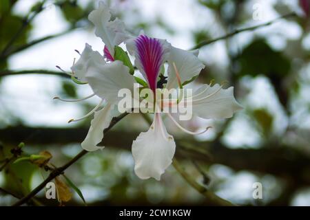 Bauhinia o Orchidea albero è attivamente utilizzato in molte preparazioni della medicina asiatica tradizionale. Fiori primo piano in primavera nel sud-est asiatico Foto Stock