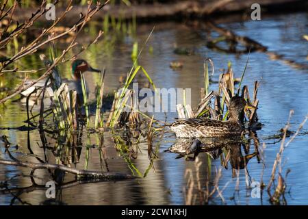 Coppia di teal europeo (Anas crecca) femmina in primo piano nella vegetazione paludosa sulla riva del lago. Primavera, anatre nell'allevamento piumaggio, nidificazione perio Foto Stock