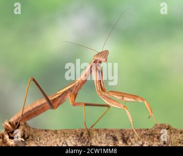 Mantis in preghiera (Tenoderera aridifolia sinensis / Mantis in preghiera cinese) su sfondo verde naturale Foto Stock