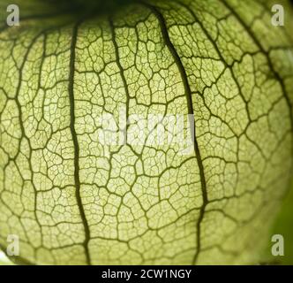 Macro primo piano ritratto di tomatillo, pomodoro di buccia messicano, fuoco selettivo Foto Stock