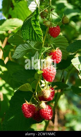 Big Red mature succosi lamponi sulla pianta Foto Stock