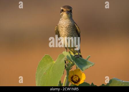 Foto ravvicinate dello shrike arabo provenienti dall'Arabia Saudita (gamberetto rosso) Foto Stock