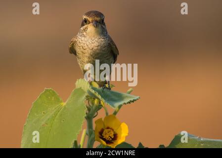 Foto ravvicinate dello shrike arabo provenienti dall'Arabia Saudita (gamberetto rosso) Foto Stock