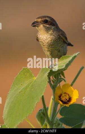 Foto ravvicinate dello shrike arabo provenienti dall'Arabia Saudita (gamberetto rosso) Foto Stock