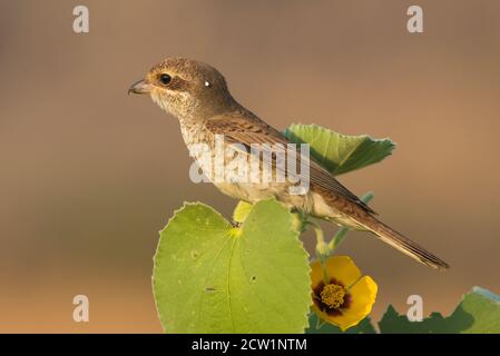 Foto ravvicinate dello shrike arabo provenienti dall'Arabia Saudita (gamberetto rosso) Foto Stock