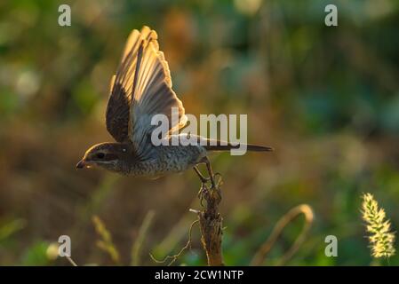 Foto ravvicinate dello shrike arabo provenienti dall'Arabia Saudita (gamberetto rosso) Foto Stock