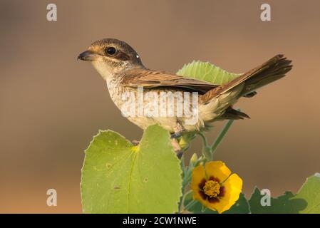 Foto ravvicinate dello shrike arabo provenienti dall'Arabia Saudita (gamberetto rosso) Foto Stock