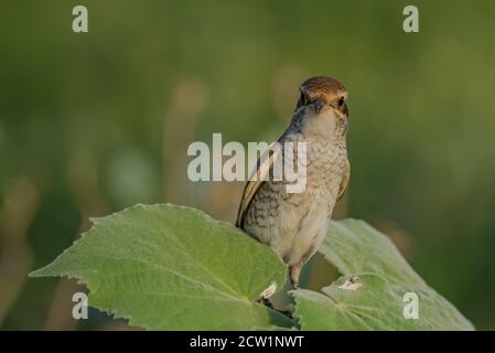 Foto ravvicinate dello shrike arabo provenienti dall'Arabia Saudita (gamberetto rosso) Foto Stock