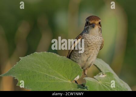 Foto ravvicinate dello shrike arabo provenienti dall'Arabia Saudita (gamberetto rosso) Foto Stock