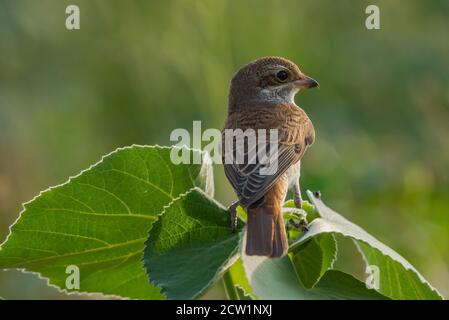 Foto ravvicinate dello shrike arabo provenienti dall'Arabia Saudita (gamberetto rosso) Foto Stock