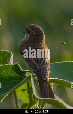 Foto ravvicinate dello shrike arabo provenienti dall'Arabia Saudita (gamberetto rosso) Foto Stock