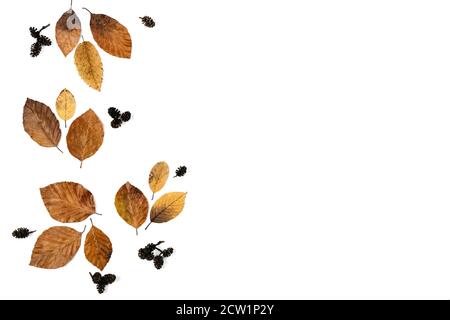 Poco foglie essiccate su carta bianco sfondo studio con spazio di copia per la pubblicità. Autunno, giorno di ringraziamento e concetto invernale. Posa piatta, parte superiore vie Foto Stock