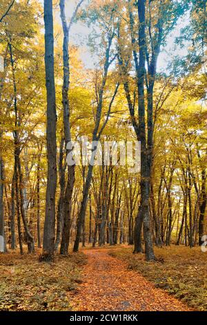 Fitta foresta a metà autunno Foto Stock