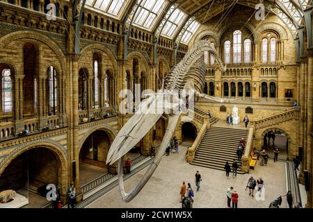 Hope, lo scheletro di balena blu è sospeso dal soffitto nella Hintze Hall del Natural History Museum di Londra, Regno Unito. Foto Stock