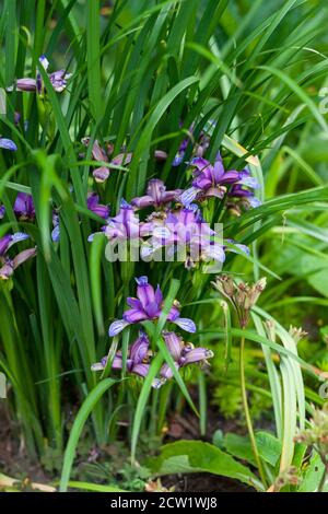 Graminea Iris con crostata di prugne con erba tagliata Foto Stock