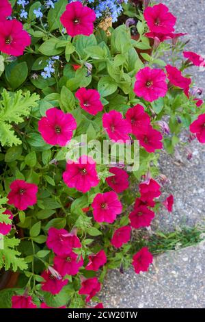 Petunias viola chiaro in giardino. Foto Stock