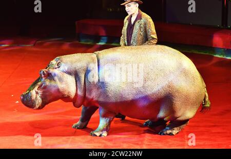 Orenburg, Russia - 12 ottobre 2019: Allenatore e ippopotamo nell'arena del circo Foto Stock