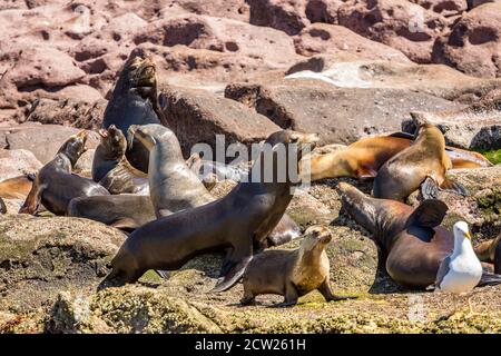 Una colonia di leoni marini californiani riproduttori su Los Islotes nel mare di Cortez al largo di Baja California, Messico. Foto Stock