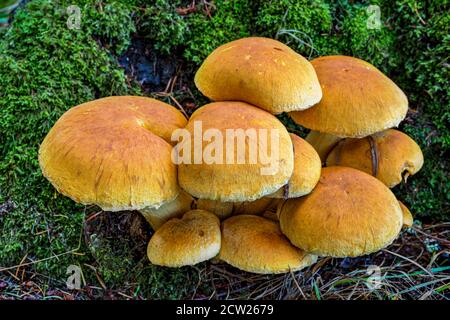 Un gruppo di funghi selvatici crescono alla base di un ceppo di alberi morti su Salt Spring Island, British Columbia, Canada. Foto Stock