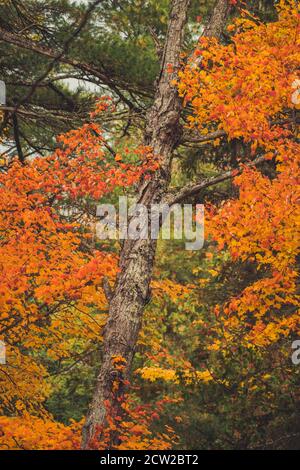 Alberi d'acero colorati in estate indiana Foto Stock
