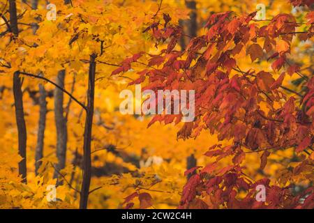 Alberi d'acero colorati in estate indiana Foto Stock