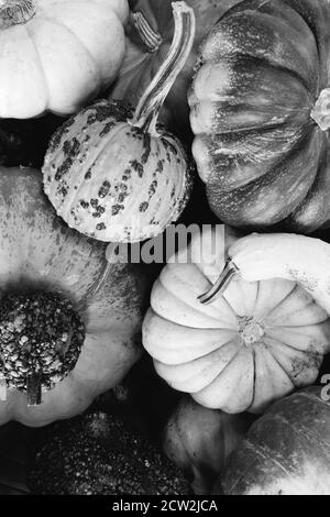 In bianco e nero, fotografia monocromatica di un assortimento di zucche, mellons e goards accatastati su un rimorchio in una fattoria nel Maryland, Stati Uniti Foto Stock