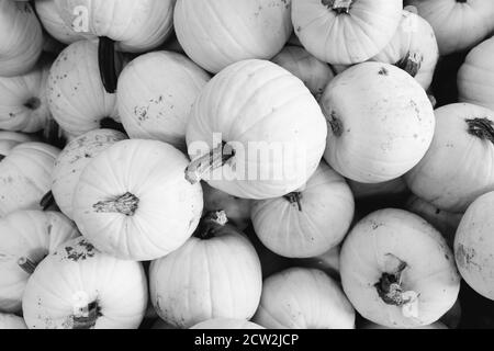 In bianco e nero, fotografia monocromatica di un assortimento di zucche, mellons e goards accatastati su un rimorchio in una fattoria nel Maryland, Stati Uniti Foto Stock