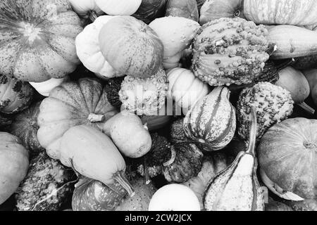 In bianco e nero, fotografia monocromatica di un assortimento di zucche, mellons e goards accatastati su un rimorchio in una fattoria nel Maryland, Stati Uniti Foto Stock