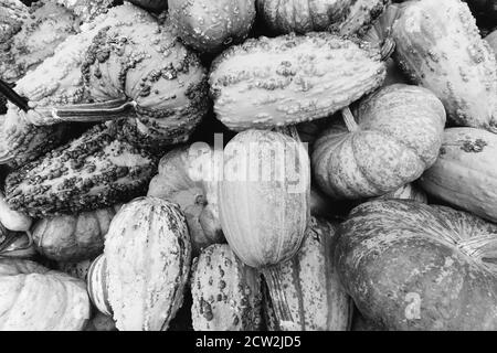 In bianco e nero, fotografia monocromatica di un assortimento di zucche, mellons e goards accatastati su un rimorchio in una fattoria nel Maryland, Stati Uniti Foto Stock