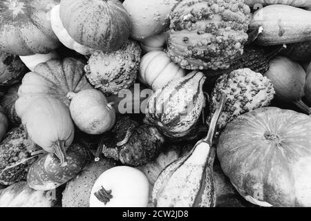 In bianco e nero, fotografia monocromatica di un assortimento di zucche, mellons e goards accatastati su un rimorchio in una fattoria nel Maryland, Stati Uniti Foto Stock