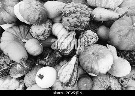 In bianco e nero, fotografia monocromatica di un assortimento di zucche, mellons e goards accatastati su un rimorchio in una fattoria nel Maryland, Stati Uniti Foto Stock