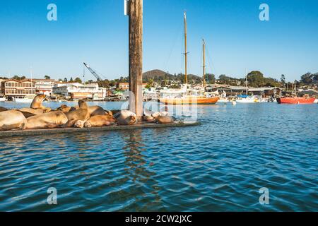 Un molo galleggiante con leoni marini nel mezzo del porto di Morro Bay. Barche a vela sullo sfondo, California Central Coast Foto Stock