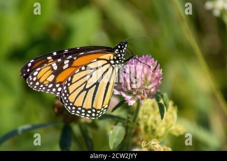 Monarch Butterfly che si nutre di un fiore di trifoglio Foto Stock