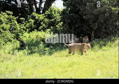 Un leone femminile che vuole un compagno, passando da 4 leoni maschi che riposano all'ombra di un albero nella 'Area di conservazione di Ngorongoro', Tanzania, Africa nel 2016 Foto Stock