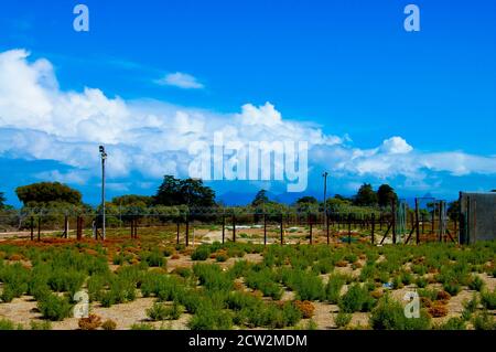 Il carcere di Robben Island - Cape Town - Sud Africa Foto Stock