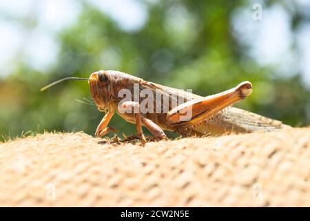 bruno morti locuste gambe rotte, grapphopper macro insetto bug primo piano, animale selvaggio migrazione locusta corpo invertebrato sfondo carta da parati Foto Stock