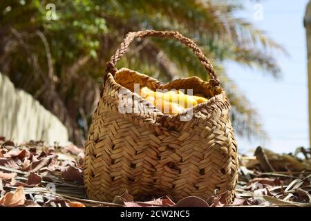 Foglie di palma date scatola frutta dolce, cibo giallo fresco data natura sfondo Foto Stock