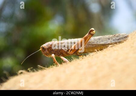 bruno morti locuste gambe rotte, grapphopper macro insetto bug primo piano, animale selvaggio migrazione locusta corpo invertebrato sfondo carta da parati Foto Stock