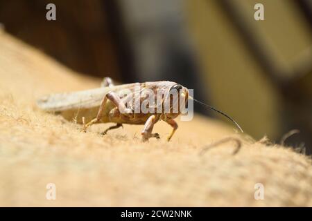 bruno morti locuste gambe rotte, grapphopper macro insetto bug primo piano, animale selvaggio migrazione locusta corpo invertebrato sfondo carta da parati Foto Stock