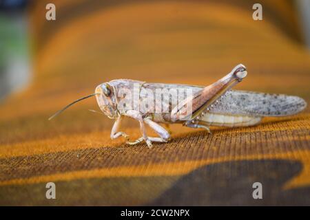 bruno morti locuste gambe rotte, grapphopper macro insetto bug primo piano, animale selvaggio migrazione locusta corpo invertebrato sfondo carta da parati Foto Stock