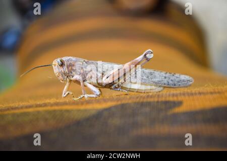 bruno morti locuste gambe rotte, grapphopper macro insetto bug primo piano, animale selvaggio migrazione locusta corpo invertebrato sfondo carta da parati Foto Stock