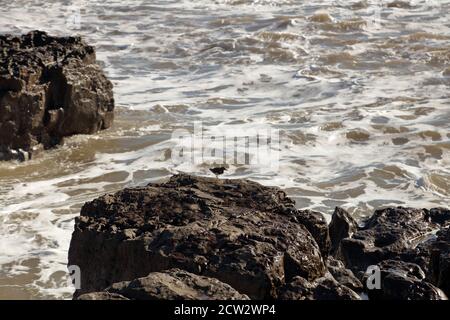 Turnstone/s su una roccia con le onde che si schiantano nel lato della roccia, i turnstones sono levati via dallo spruzzo delle onde entranti. Foto Stock