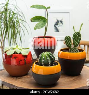 cactus e piante in colorati vasi di ceramica fatti a mano Foto stock - Alamy