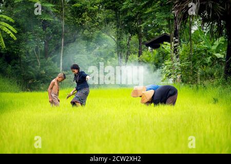 Famiglia contadina asiatica trapianto di piantine di riso in campo di riso, coltivatore che pianta riso nella stagione delle piogge, Thailandia Foto Stock