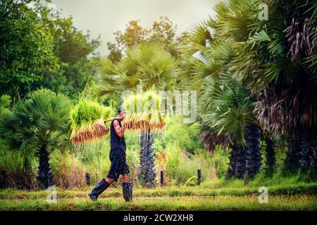 Agricoltura di riso, coltivatori coltivano il riso nella stagione piovosa paese locale thailandia Foto Stock