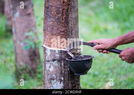 Lavoratori contadini mani che toccano il lattice da un albero di gomma con coltello, la mattina presto. Foto Stock